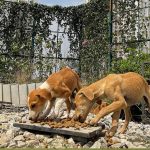Maharashtra Human Rights Panel Raises Alarm on Mumbai’s Pigeon Population Health Risks, Demands Action