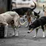 Return-to-Office vs. Work-from-Home: Top Companies’ Policies for Indian Software Engineers in 2025